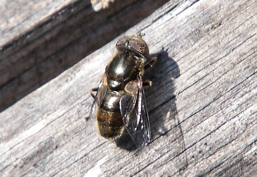 Eristalinus aeneus